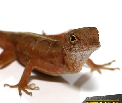 Red Chili Pepper Anole for sale