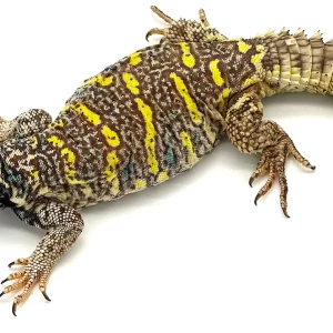 Sub adult ornate uromastyx for sale