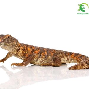 BABY RED UROMASTYXS for sale , BABY RED UROMASTYX