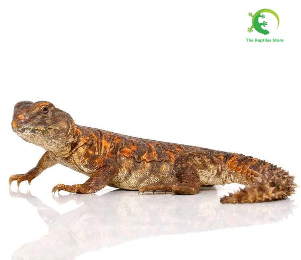 BABY RED UROMASTYXS for sale , BABY RED UROMASTYX