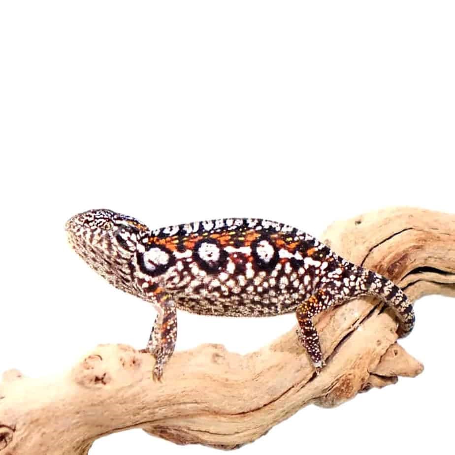 Carpet Chameleons Reptiles For