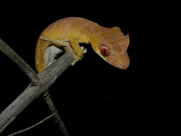 SPEARPOINT LEAF-TAILED GECKOS FOR SALE