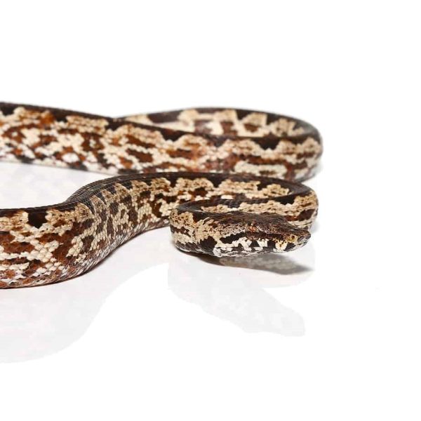 ADULT WHITE SAN ISABEL GROUND BOAS FOR SALE